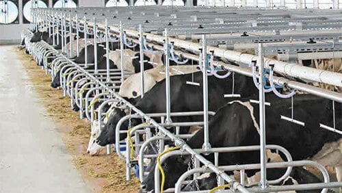 Barn Equipment Progressive Dairy Systems